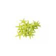 Polyester Deniz Yıldızı Minik Boy  0.5 CM- 1.5 CM (100 Adet)  Sarı
