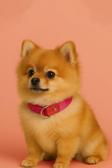 Moodpaw Sweat Mood Ayarlanabilir Köpek Boyun Tasması