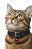Moodpaw Ayarlanabilir Zilli Kedi Tasması