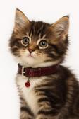 Moodpaw Ayarlanabilir Zilli Kedi Tasması
