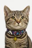 Moodpaw Ayarlanabilir Zilli Kedi Tasması