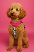 Moodpaw Sugar Mood Çekiştirme Önleyici Ayarlanabilir H Tipi Köpek Göğüs Tasması