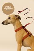 Moodpaw Caramel Mood Çekiştirme Önleyici Ayarlanabilir H Tipi Köpek Göğüs Ve Gezdirme Tasması Seti
