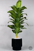 Biçiçek Difenbahya Ağacı 180-220 Cm Bambu Gövde