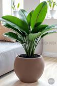 Biçiçek Küre Saksı 25 - 37 - 51 Cm Çap