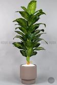 Biçiçek Difenbahya Ağacı 180-220 Cm Bambu Gövde