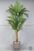 Biçiçek Areka Ağacı 220-240 Cm