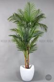 Biçiçek Areka Ağacı 220-240 Cm