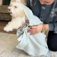 Ezh Kedi Ve Köpek Evcil Hayvan Kurulama Havlusu