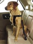 Tineke Evcil Hayvan Araç Emniyet Kemeri Kedi Köpek Araba Oto Tasması Oto Aksesuarları Siyah