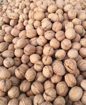 Şifaiye Kuruyemiş ve Şekerleme Kabuklu Ceviz 1Kg - Image 1