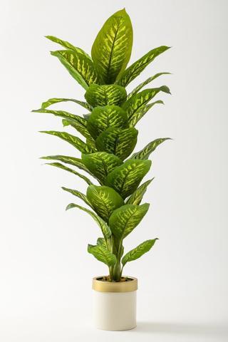 Yapay Difenbahya Ağacı 160 Cm Krem Gold Saksı