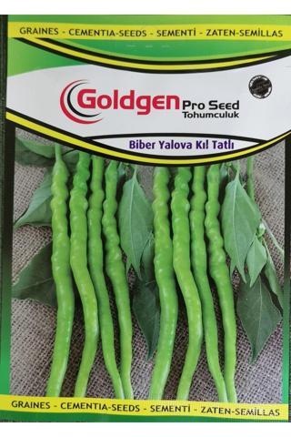 Azaklioglu Home And Garden Goldgen Pro Seed Biber Yalova Kıl Tatlı