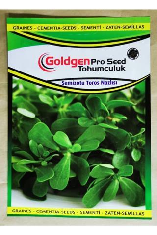 Azaklioglu Home And Garden Goldgen Pro Seed Semiz Otu Tohumu (Toros Nazlısı)