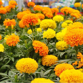 Floramut Turuncu-Sarı Kadife Çiçeği Tohumu-50 Tohum