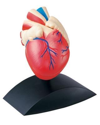 Fen ve Doğa 3 Boyutlu Kalp Modeli 