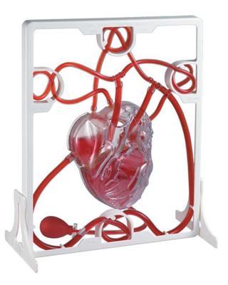 Kalp Çalışma Modeli Fen ve Doğa Deney Seti