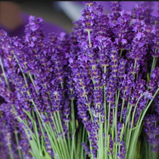 Ev Ve Bahçe Lavandula Angustifolia Lavanta Tohumu (1000 Tohum)
