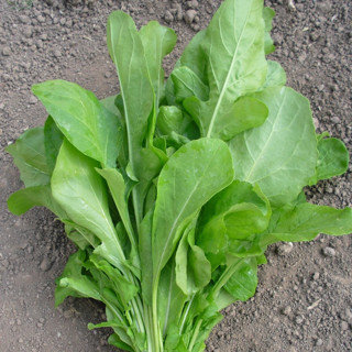 Baktar Tere Tohum Geniş Yaprak 500 Gr
