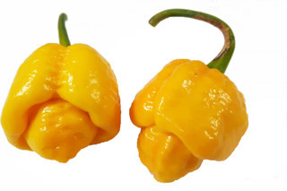 Murat Tohumculuk Murattohumculuk Dünyanın En Acı Biber Tohumu Sarı Renk Ekim Seti (Carolina Reaper)