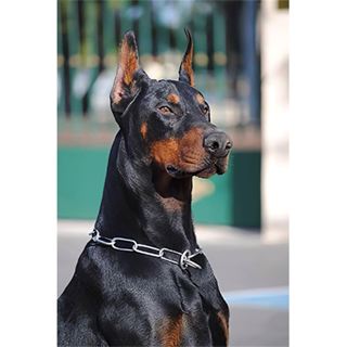 Pastelya Sayılarla Boyama Seti Çerçeveli Kasnaklı Doberman