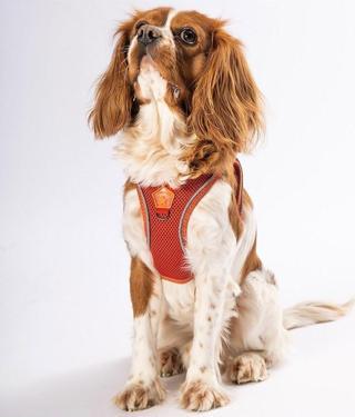 Pawstar Kiremit Air-mesh Göğüs Tasması Kedi Köpek Göğüs Tasması XS