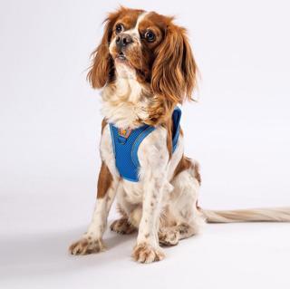 Pawstar Mavi Air-mesh Göğüs Tasması Kedi Köpek Göğüs Tasması S
