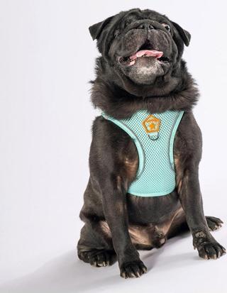 Pawstar Mint Air-mesh Göğüs Tasması Kedi Köpek Göğüs Tasması XS