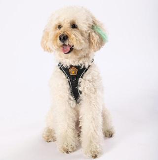 Pawstar Siyah Air-mesh Göğüs Tasması Kedi Köpek Göğüs Tasması 2XS