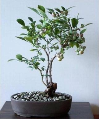 Blueberry Ağacı 10+ Tohum