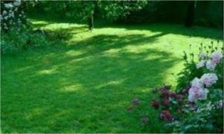 Ornamental Mix 6 Lı Karışım Çim Tohumu