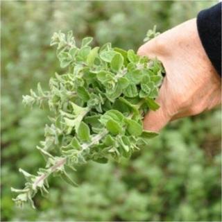 Dağ Nanesi Tohumu* 150+ Tohum+saksı+toprak