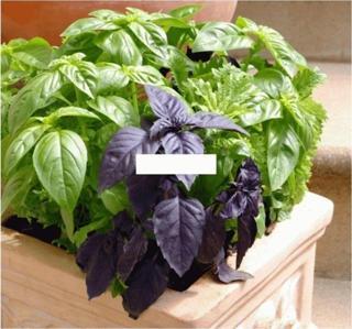 Karışık Reyhan Tohumu Saksı+toprak Seti