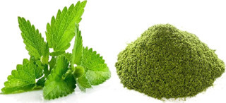 Nane Bitkisi Toz 100g