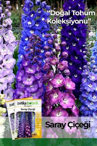 30 Adet Saray Çiçeği Tohumu