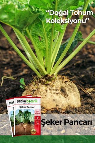 150 Adet Şeker Pancarı Tohumu