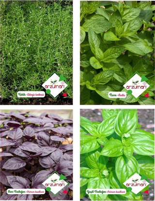 KEKİK - NANE - MOR FESLEĞEN - YEŞİL FESLEĞEN 4'LÜ TOHUM SETİ