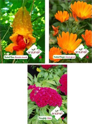 KUDRET NARI-PORTAKAL NERGİZİ-HOROZ İBİĞİ 3'LÜ ÇİÇEK TOHUM SETİ