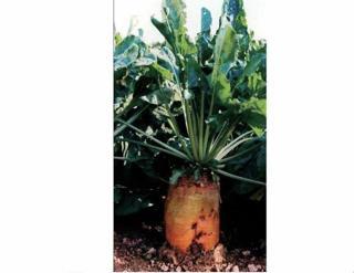 HAYVAN PANCARI-YEMLİK PANCAR TOHUMU 500 GR