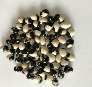 YERLİ AYŞE KADIN SIRIK FASULYE TOHUMU 500 GR (SİYAH BEYAZ)