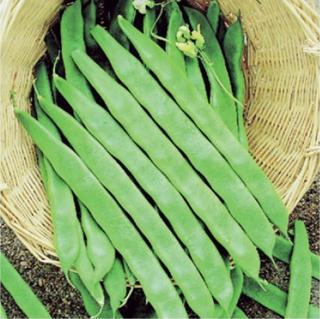 YERLİ UZUN ENLİ GEÇÇİ TURŞULUK SIRIK FASULYE TOHUMU 100 GR (ALACALI)