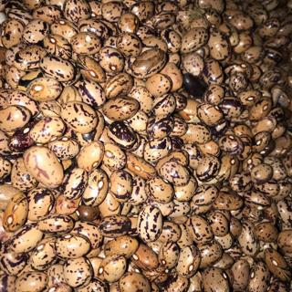 YERLİ UZUN-ENLİ ERKEN SIRIK FASULYE TOHUMU 500 GR (ALACALI)