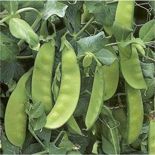Yerli Yaprak Bezelye Tohumu 500 Gr