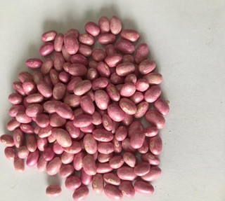 GİNA OTURAK FASULYE TOHUMU 500 GR