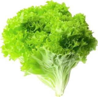 Yerli Kıvırcık Marul Tohumu - 10 Gr (Ort 7500 Ad Tohum)