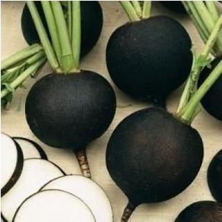 Yerli Siyah Turp Tohumu 25 Gr (Ort 2250 Ad Tohum)