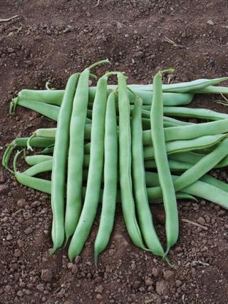 Agrodal Tarım Ata Tohumu Yerli Doğal Oturak Yeşil Fasulye Magnum Tipi (Magna) 50 Ad. Sebze Tohumu
