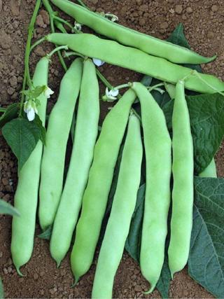 Agrodal Tarım Ata Tohumu Yerli Doğal Oturak Yeşil Fasulye Cina Tipi (Sultan) 50 Ad. Sebze Tohumu