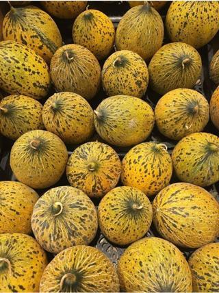 Agrodal Tarım Ata Tohumu Yerli Doğal Kışlık Kavun Kırkağaç (637) 100 Ad. Sebze Tohumu