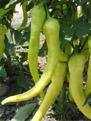 Agrodal Tarım Ata Tohumu Yerli Doğal Tatlı Sivri Biber Çorbacı Tohumu 100 Ad. Sebze Tohumu